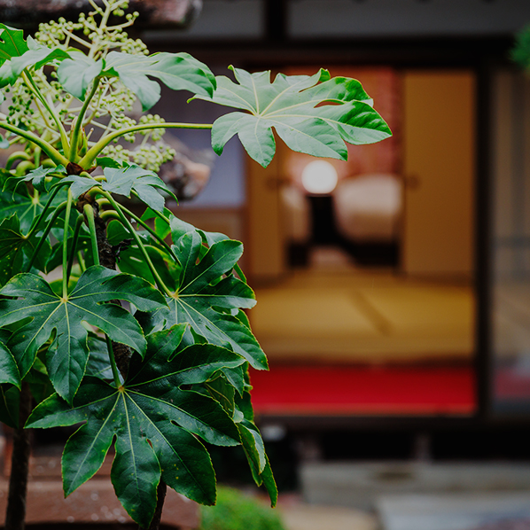 朝は、縁側で静かな一杯を。